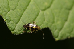 Liocoris tripustulatus