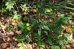 Hieracium sabaudum