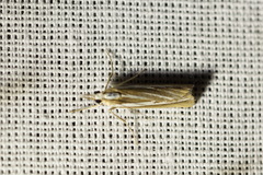 Catoptria fulgidella