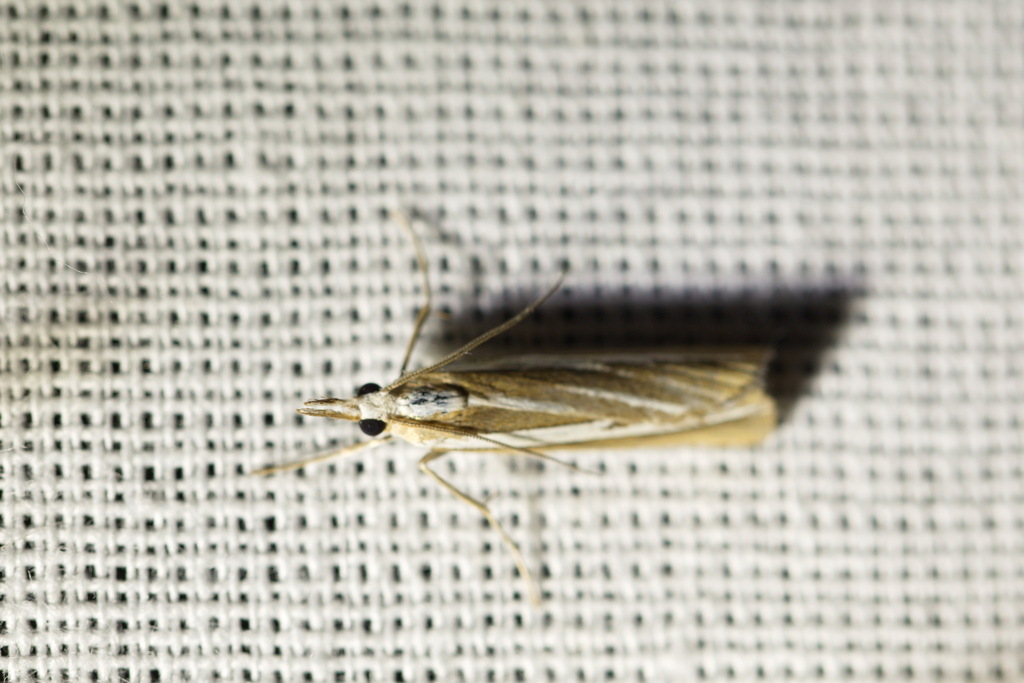 Catoptria fulgidella