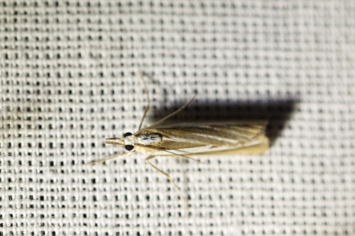Crambus brillant