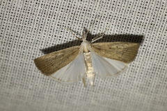 Calamotropha paludella