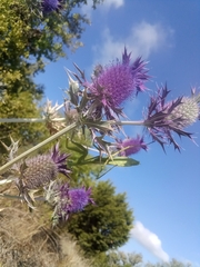 Eryngium leavenworthii