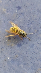 Vespula vulgaris