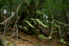 Bromus benekenii