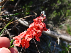 Indigofera heterophylla