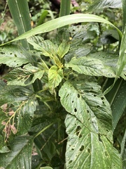 Amaranthus palmeri