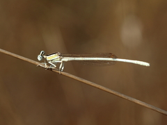 Platycnemis dealbata