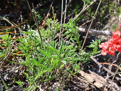 Indigofera heterophylla