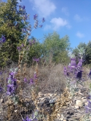 Eryngium leavenworthii