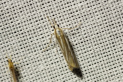 Catoptria fulgidella