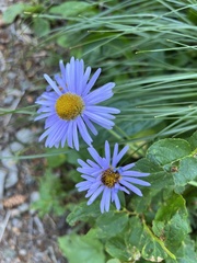 Erigeron speciosus