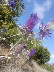 Eryngium leavenworthii