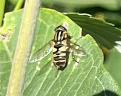 Helophilus fasciatus