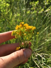 Solidago multiradiata