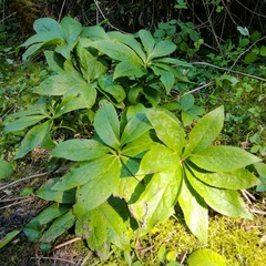 Helleborus cyclophyllus