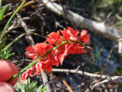 Indigofera heterophylla