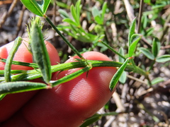 Indigofera heterophylla
