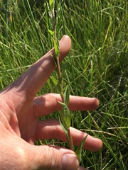 Solidago multiradiata