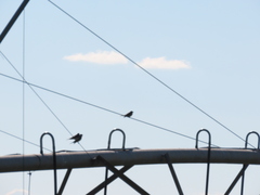 Hirundo rustica erythrogaster