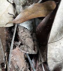 Platymantis dorsalis