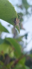 Neoscona adianta