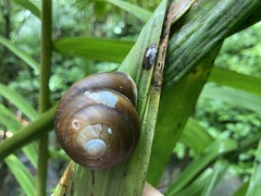 Polydontes luquillensis