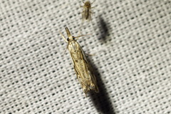 Catoptria fulgidella