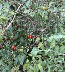 Solanum lycopersicum