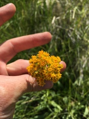 Solidago multiradiata