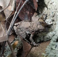 Platymantis dorsalis