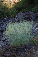 Centranthus angustifolius