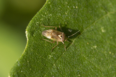 Lygus rugulipennis