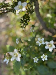 Parnassia fimbriata