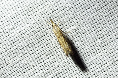 Catoptria fulgidella