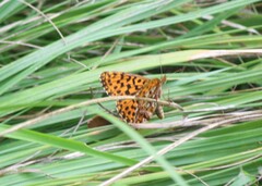Boloria dia