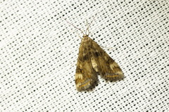 Cataclysta lemnata