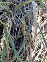 Carex rostrata