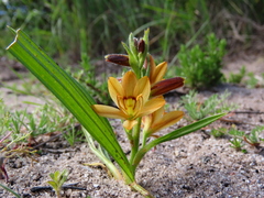 Wachendorfia multiflora
