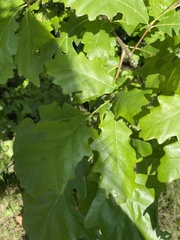 Quercus bicolor