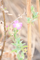 Epilobium