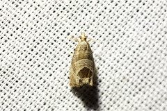 Notocelia uddmanniana