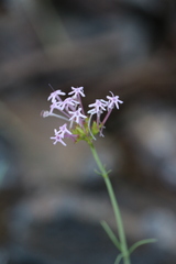 Centranthus angustifolius