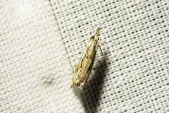 Catoptria fulgidella
