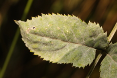 Erysiphe heraclei
