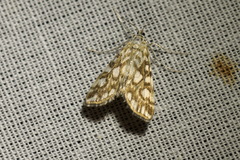 Elophila nymphaeata