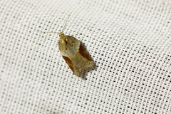 Acleris laterana