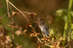 Rhopalus parumpunctatus