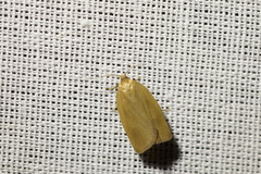 Aphelia viburnana