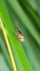 Opomyza
